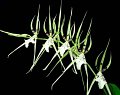 Brassia Rex 'Sacata' AMAOS